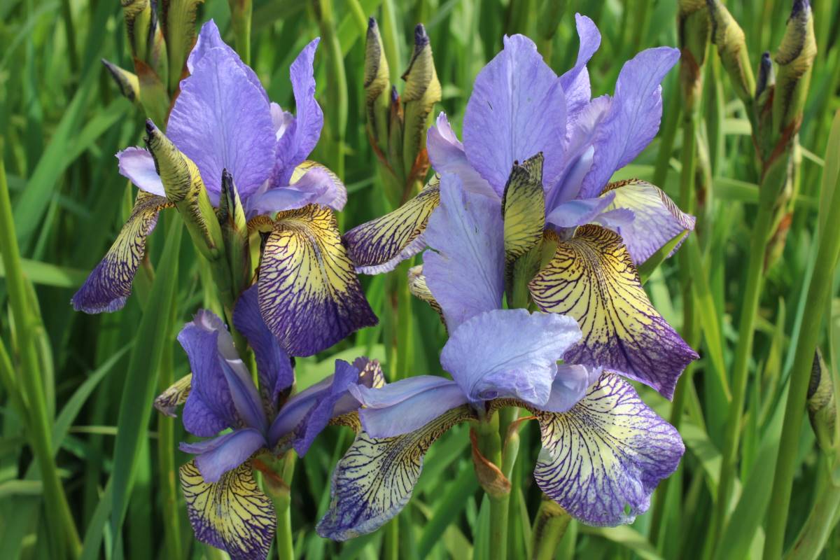 Iris sibirica 'Banish Misfortune'